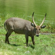 Waterbuck in the Arusha National Park on foot of Mount Meru